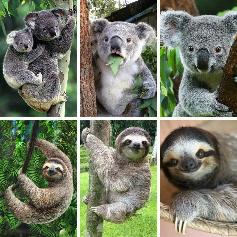 5D Diamond Painting Sloth Koal - Embroidery Australia recensione e prezzo